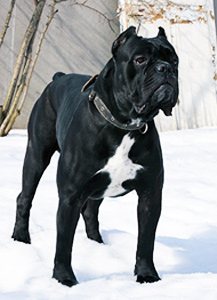 LEO