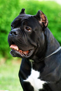 LEO