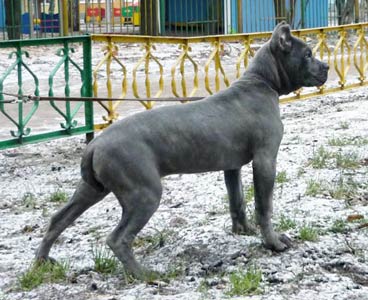 Корсо Белла Браво Ульрика